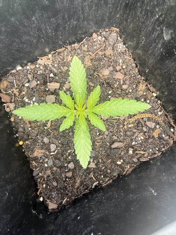 Random Seed — seedling_rooting, day 8