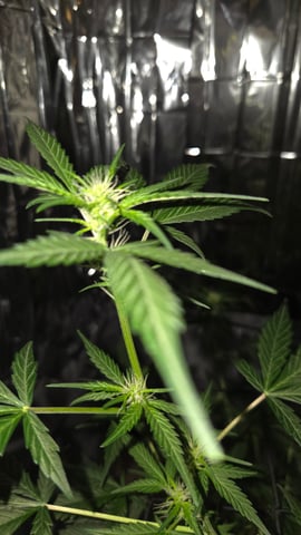 B2 — flower, day 60