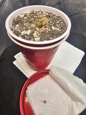 Junior Mint X Mac 1 — germination, day 4