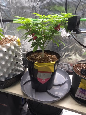 Barney's Farm - Pink Mist — vegetative, day 54