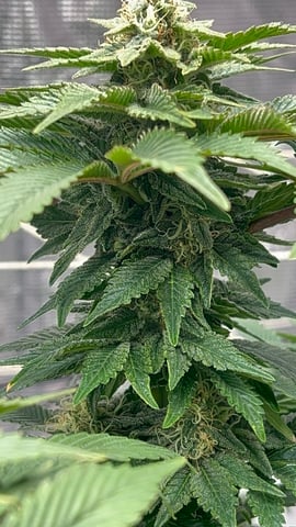 2025-26 harvest INDOOR — flower, day 123