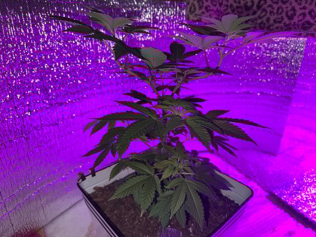 OG Kush — vegetative, day 5