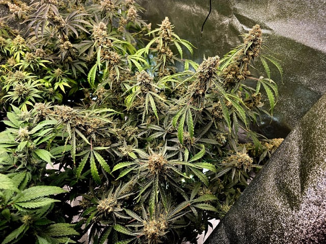 Hydroponic Photos
