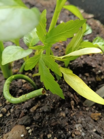 OG KUSH — vegetative, day 36
