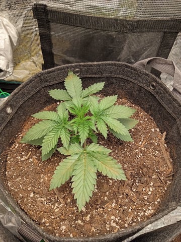 First Grow