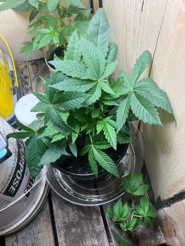 white 🕷️  — vegetative, day 35