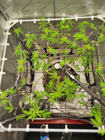 Punch Mints — vegetative, day 1