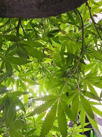 Attack Of The Clones — flower, day 55