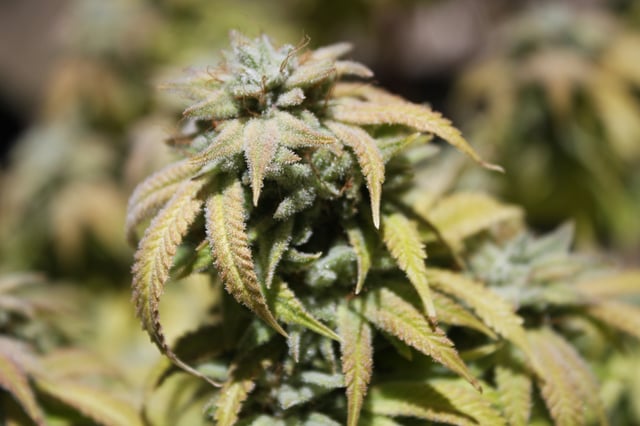 Second Grow — flower, day 65