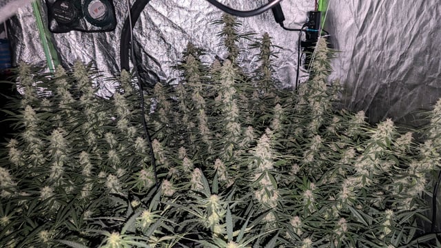 Strawberry Cheesecake Seedsman Seeds Autoflowers x2 — flower, day 73