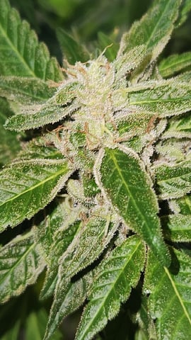 Royal Highness — flower, day 135