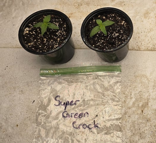 SGC & GWS — seedling_rooting, day 11