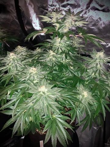 My First Home Grow  — flower, day 95