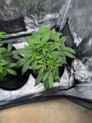 wedding cake auto FIRST GROW! — vegetative, day 28