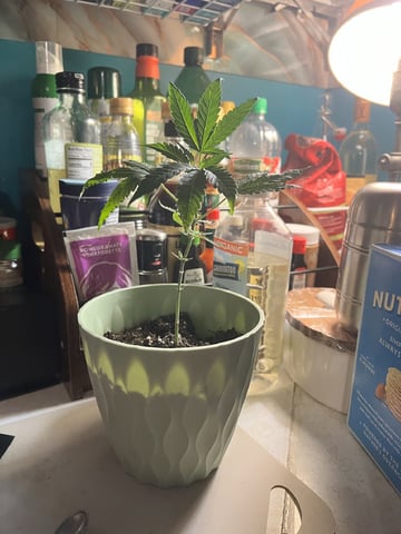 Banjo Clones — vegetative, day 51