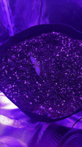 Blackberry Kush — seedling_rooting, day 2