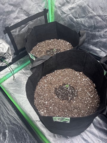 Auto 3/9/26 — seedling_rooting, day 1