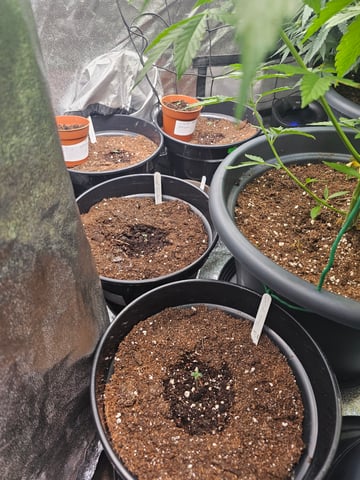 round 2 — germination, day 3