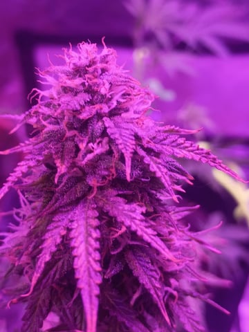 First autos  — flower, day 83