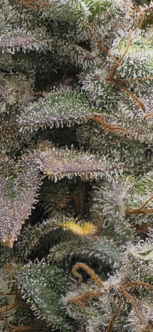 Maple Nectar  — flower, day 99