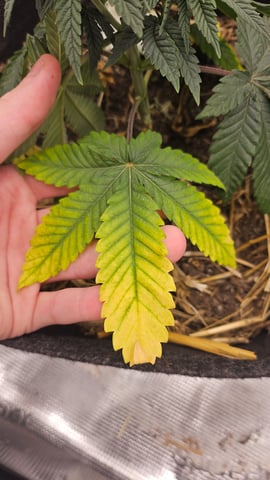 First Feminized Grow  — vegetative, day 41