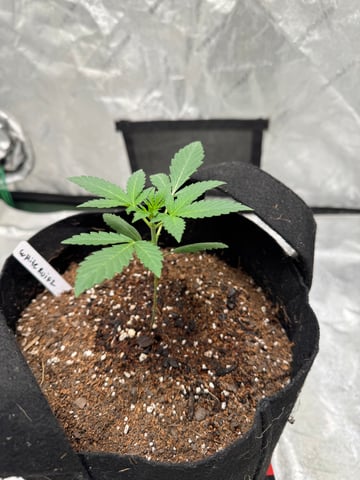 white runtz auto flower — vegetative, day 18