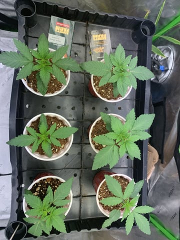 Papaya Frosting  — seedling_rooting, day 17