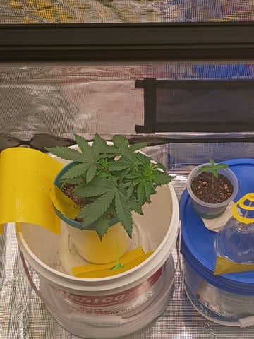 TentPlantLightFan — vegetative, day 31