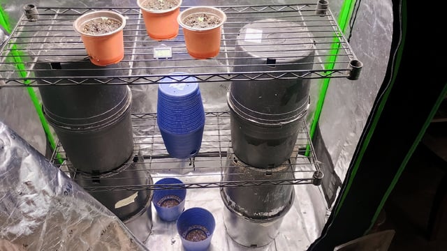 4 Plant Maddog724 Batch 0001-01 — seedling_rooting, day 5