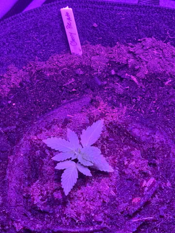 1st Ever Grow — vegetative, day 28