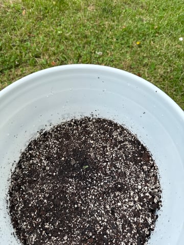 •Freedom Grow• — seedling_rooting, day 7