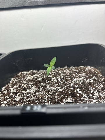 Northern Lights Auto x 4 — seedling_rooting, day 2