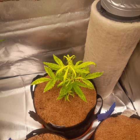 tengeriene dream bb — grow_setup, day 1