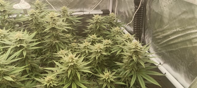 Starfighter/Ohio Guptilla Hybrid — flower, day 15