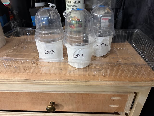 1.75 — grow_setup, day 1