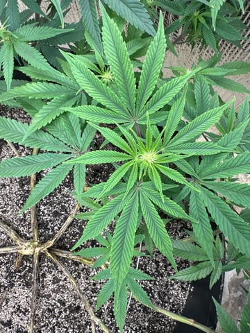 Gelly Mama and Sugar Tree — flower, day 180