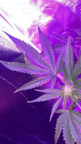 blueberry cupcake  — flower, day 80