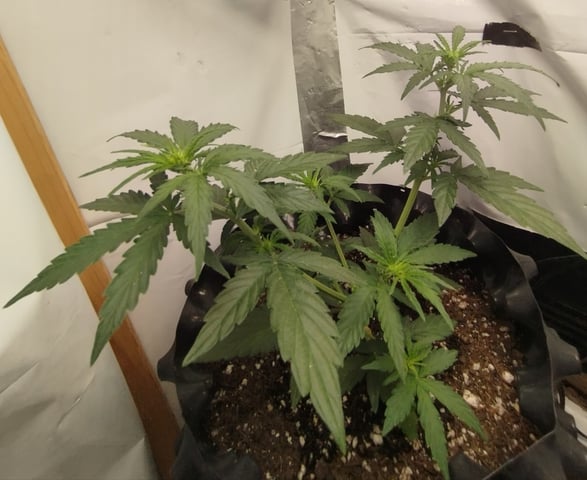 F1 apollo — vegetative, day 18