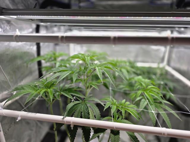 Grow 3 — flower, day 7