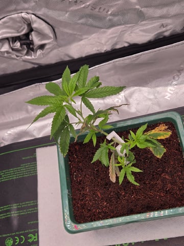 Funk Mtn (Mother) — vegetative, day 14