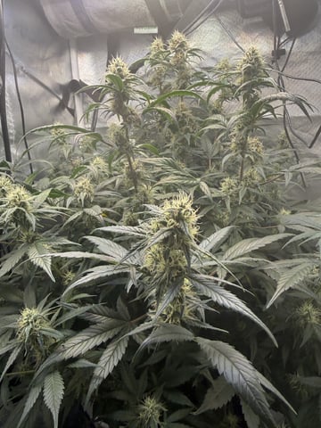 Key Lime Pie — flower, day 58