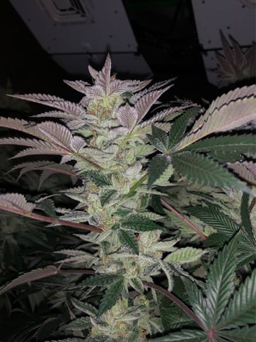 My First Home Grow  — flower, day 109