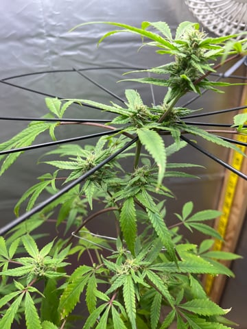 My Devine Conscious  — flower, day 144