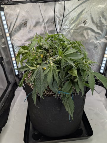 C99 CloneWars! — vegetative, day 15