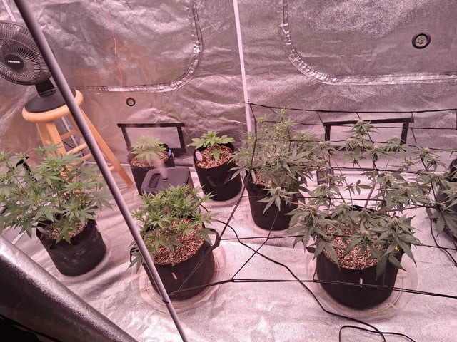 TEAM FULL AUTOS — flower, day 44