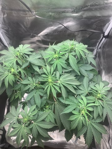 Blackberry Moonrocks (First Grow) — vegetative, day 15