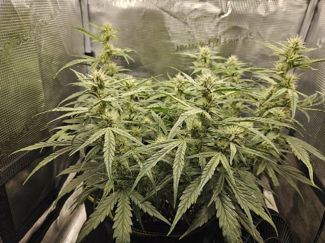 A chill grow in the small tent — flower, day 47