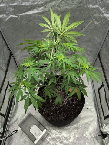 White Widow? — vegetative, day 1