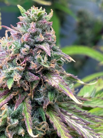 Ztrawberriez (Auto) 2026 - 1 — harvest, day 73