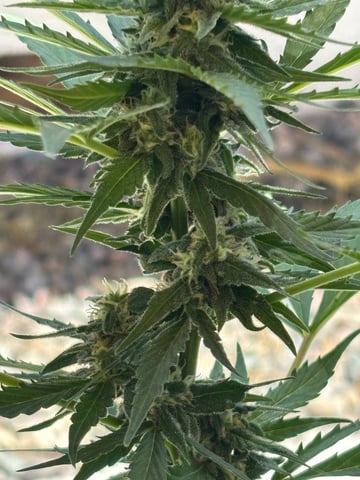 new seeds grow #2 — flower, day 69